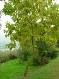 Catalpa bignonioides